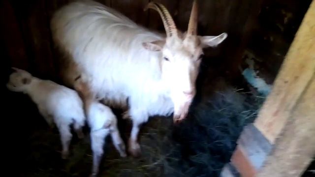 Наконец то!!! Наша коза родила двух чудесных козляток!!! смотреть онлайн