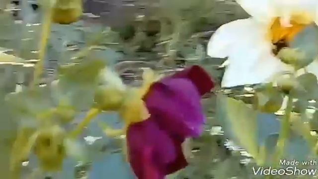 Цветы, собачка, пчелка. смотреть онлайн