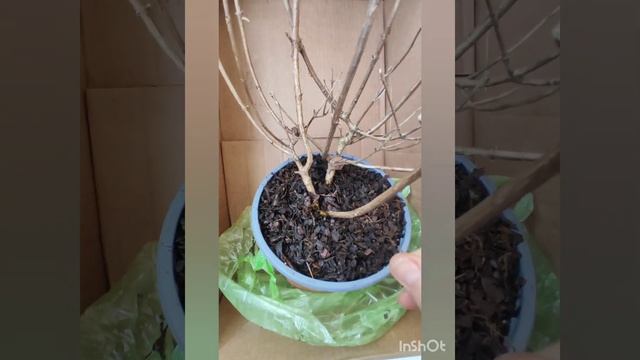 Распаковка посылки с гортензиями и розами. 05.04.2023 смотреть онлайн