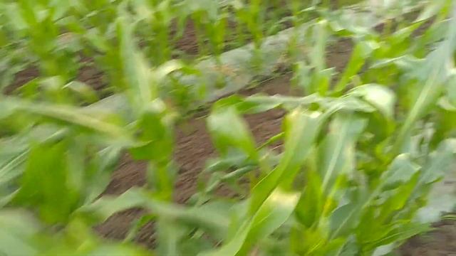 Сладкая кукуруза ,отчет 14мая! смотреть онлайн