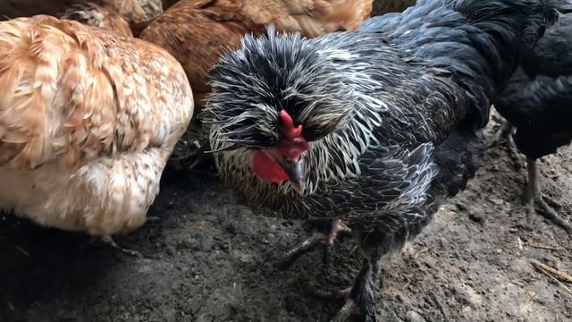 Каких Кур я держу чтобы было много Яиц смотреть онлайн