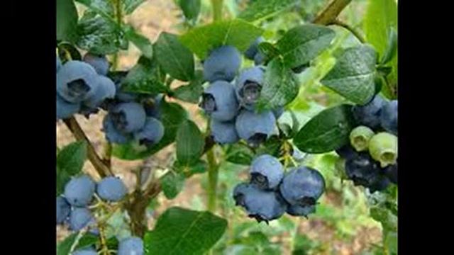 Лесные Продукты голубика смотреть онлайн
