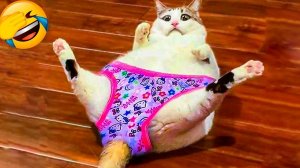 Приколы с котами! Смешные коты  С ОЗВУЧКОЙ! Самые смешные животные! - ДО СЛЁЗ!