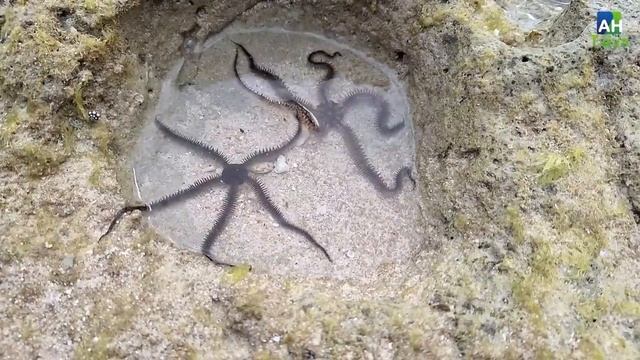 Finding Hermit Crab and Ornamental Fish, Crab, Conch, Shell, Starfish, Sea Urchin, pufferfish, eel смотреть онлайн