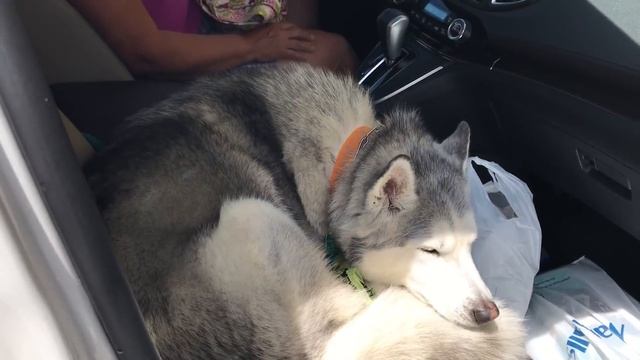 Stubborn Husky refuses to give up front seat смотреть онлайн