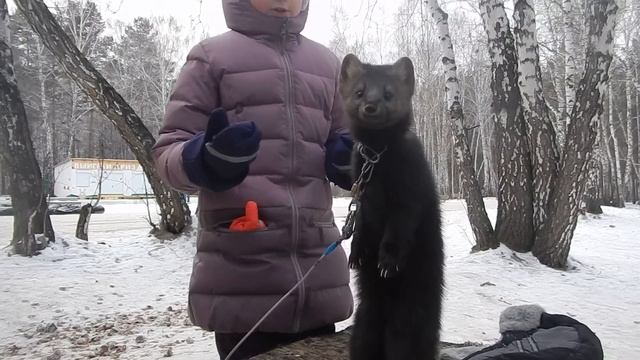Знакомьтесь ! Ручной  соболь!!