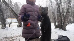 Знакомьтесь ! Ручной  соболь!!