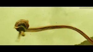 КТО ТАКИЕ ЧЕРЕПОЗАВРЫ ИЗ ФИЛЬМА "Конг Остров Черепа" // КНИГА МОНСТРОВ