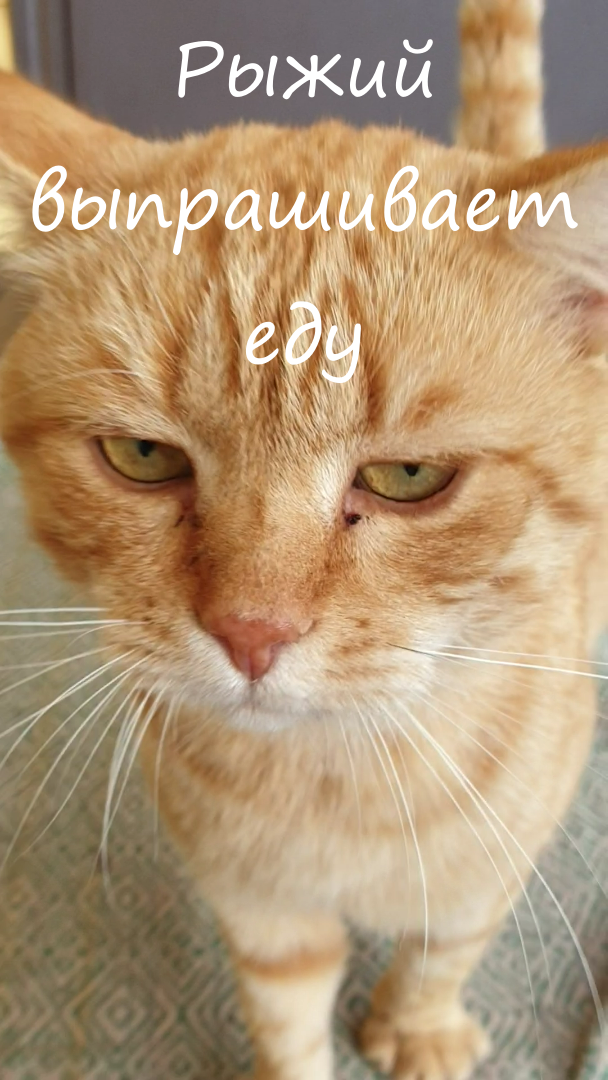 Рыжий кот выпрашивает еду смотреть онлайн