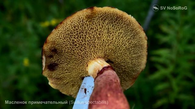 Масленок примечательный (Suillus spectabilis) смотреть онлайн