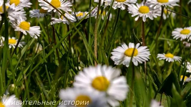 Узнав от цыганки, что у мужа есть любовница, Маша не поверила гадалке. Но спустя месяц она увидела. смотреть онлайн
