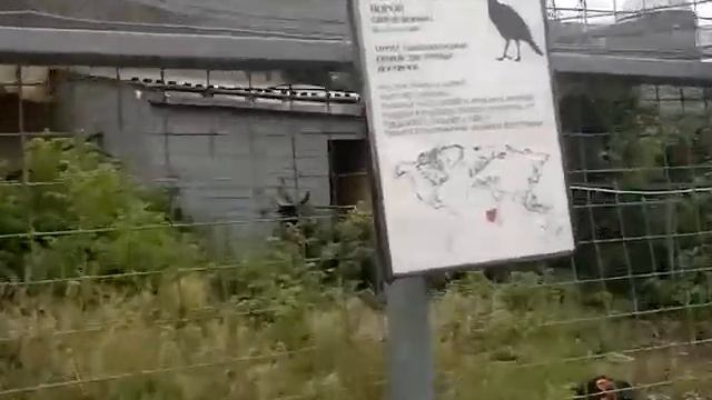 Ворон Африканский./Raven African. смотреть онлайн