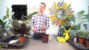 Красивая Калатея Розеопикта Дотти, пересадка и уход