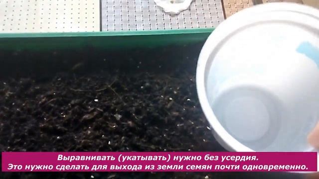 Мои растишки №63/ Посев семян перца на рассаду