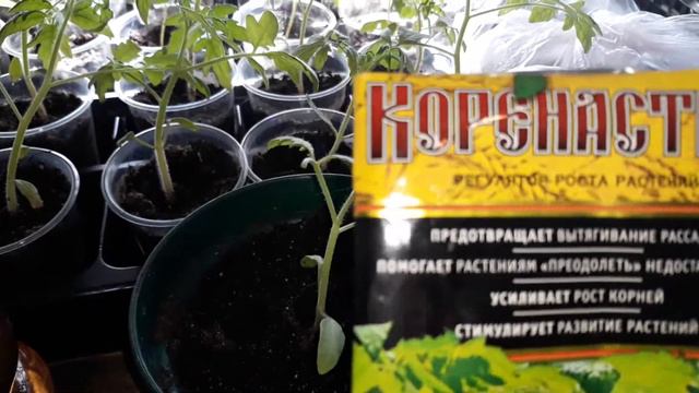 ✔🌱Как спасти рассаду без химикатов! ПРОСТО-Навоз/Куриный помет/Аммиачная селитра/04.04.18 г. смотреть онлайн
