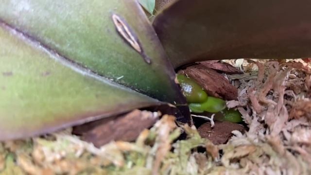 Орхидеи / История одной орхидеи / Орхидея «Радуга» / Покупка, потеря, возрождение 3 января 2022 г. смотреть онлайн