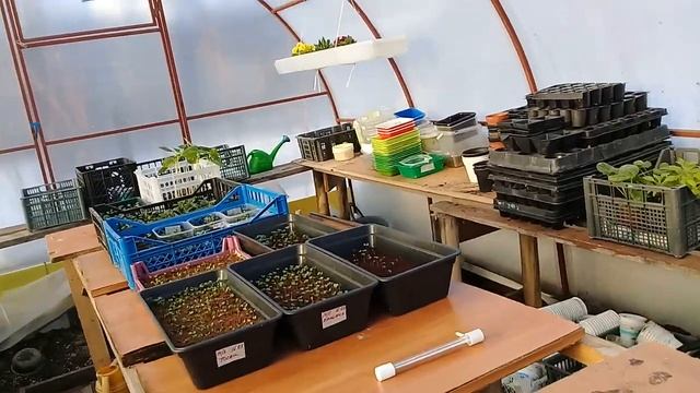 Обогрев теплицы инфракрасным обогревателем. Выношу рассаду. смотреть онлайн