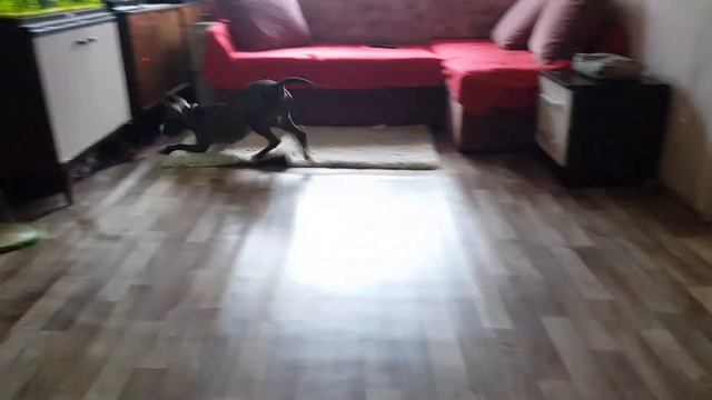 Бешеный питбуль 😁 смотреть онлайн