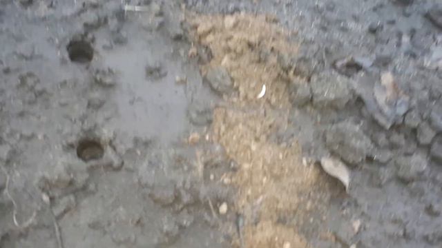 сажаем капусту. смотреть онлайн