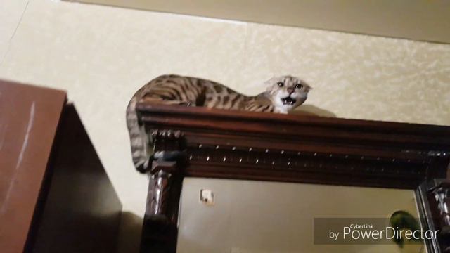 Злой кот смотреть онлайн