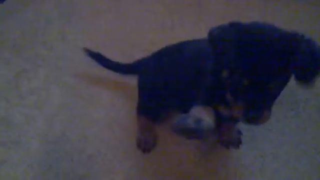 Шекспир из Аглицкого Сада 2,5 месяца смотреть онлайн