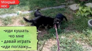 КАК ПРИУЧИТЬ щенка  к кличке ЛЕГКО и ПРОСТО.