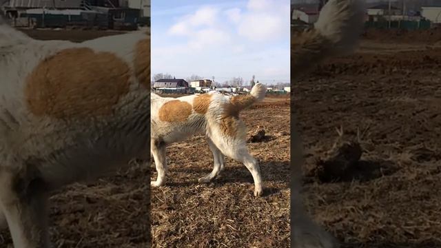 Алабай 6,5 месяца (щенок) смотреть онлайн