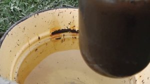 ПОДКОРМКА  КЛУБНИКИ И ЯГОДНЫХ КУСТАРНИКОВ ВЕСНОЙ ОДНИМ УДОБРЕНИЕМ . КАК ПРИМЕНЯТЬ ГУМИ-ОМИ ЯГОДНЫЙ