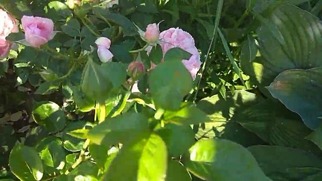 Пипик цветения). смотреть онлайн