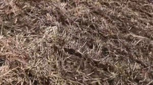 Посев подсолнечника по технологии No-Till.