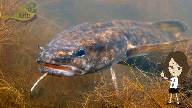 На что лучше всего клюет налим весной? Снасти для ловли налима весной! На что ловить налим весной?