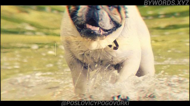 ГУСЬ СВИНЬЕ НЕ ТОВАРИЩ: смысл и значение смотреть онлайн