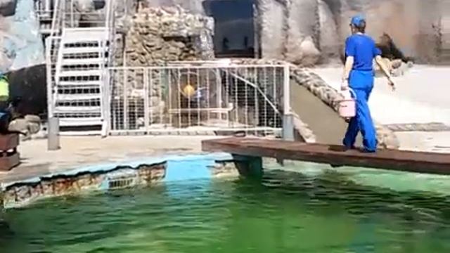 Моржи в Ижевском зоопарке. смотреть онлайн