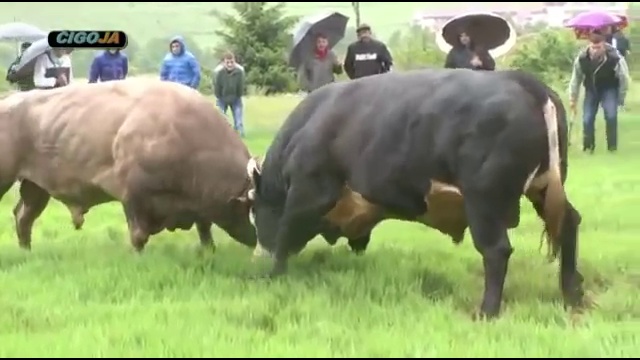 Драка быков смотреть онлайн