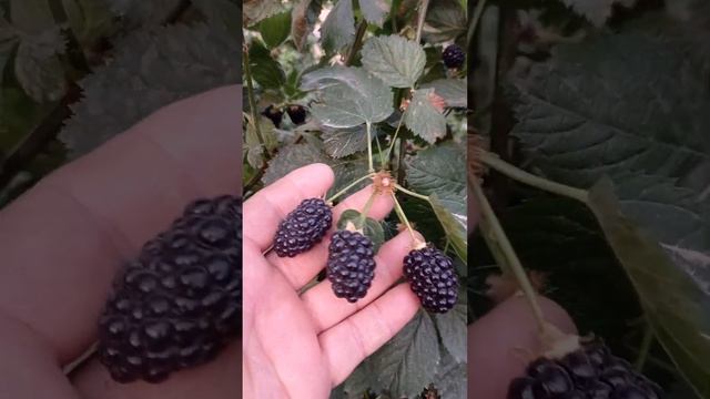 Ежевика Натчез. обзор на 8.06.23. город Шымкент Казахстан. смотреть онлайн