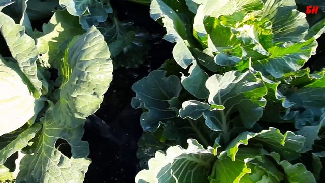 выращивание капусты огород для ленивых смотреть онлайн