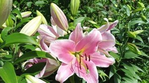 Лилии гиганты:Трокадеро и Диаманте. Как размер луковиц влияет на цветение.