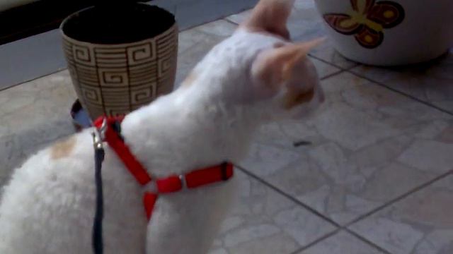 cornish rex- -mamrot смотреть онлайн
