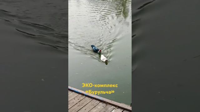 #крым#бурульча#озеро#shortsyoutube #многодетные#like # смотреть онлайн