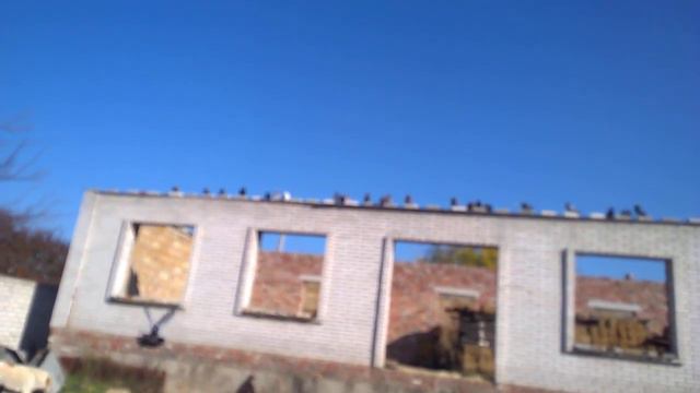 Голуби 2019г.  Луганск +380505955947