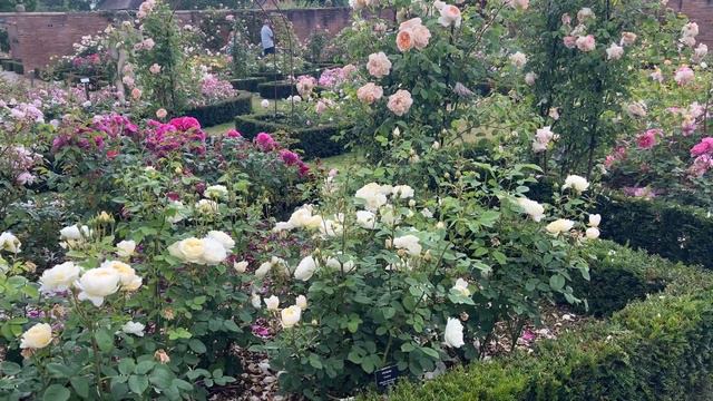 🌹 David Austin's Nye Bevin Rose / AUSpital / English Roses смотреть онлайн