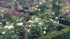 🌹 David Austin's Nye Bevin Rose / AUSpital / English Roses