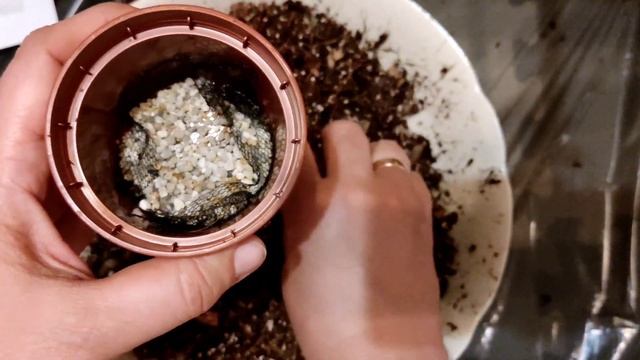 Непентес Ампулярия Зеленая. Nepenthes ampullaria green. Пересадка. смотреть онлайн