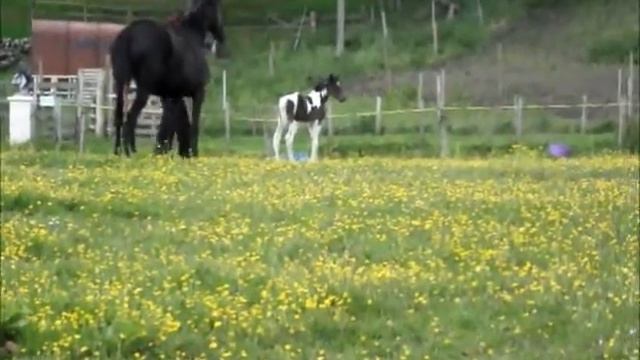 De Ja Vue.wmv смотреть онлайн