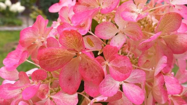 Гортензия Даймонд руж /Diamant Rouge - изменяет цвет. смотреть онлайн