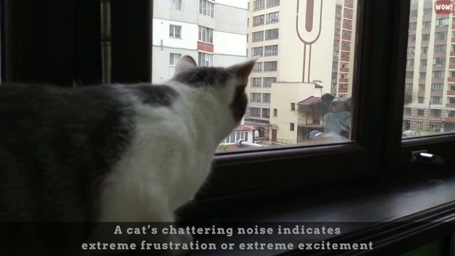 8 Sounds Cats Make and Their Meanings - Understand Your Cat Better смотреть онлайн