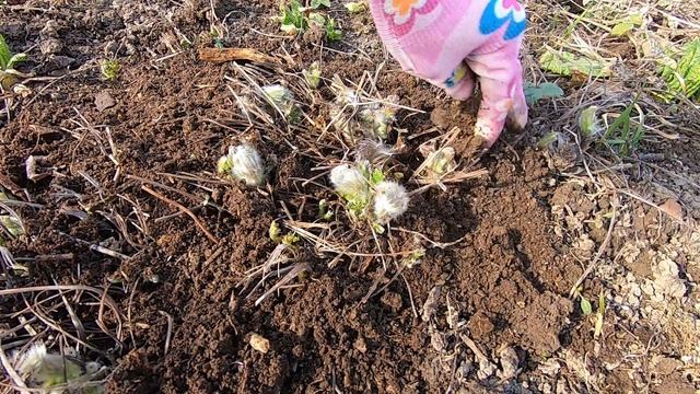 Обрежьте эти цветы весной. 16 растений, которые нужно обрезать весной в саду смотреть онлайн