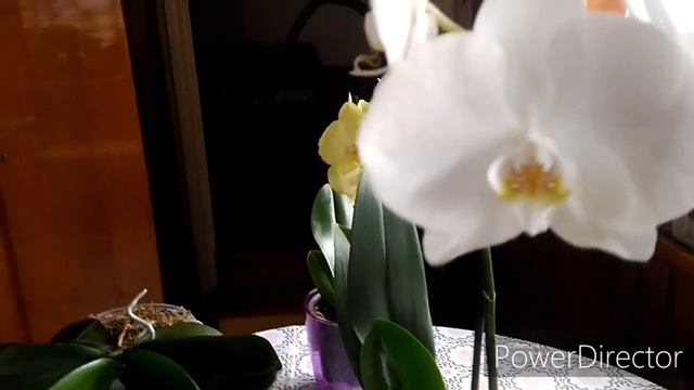 Комнатные растения,орхидея крупным планом смотреть онлайн