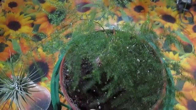 Изменения с моей тилландсией.Аспарагусу требуется пересадка : будет ли растение жить ? смотреть онлайн