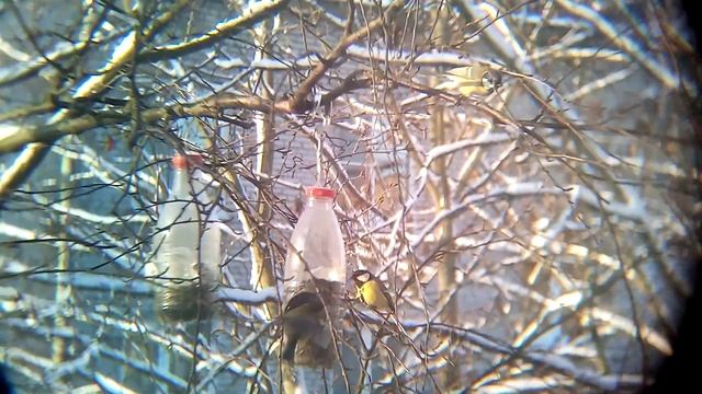 Кормушки для синичек | DIY chickadee feeders смотреть онлайн